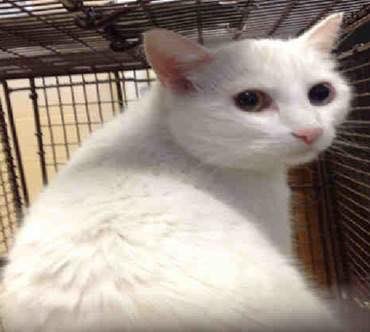 RT<a href="/urgentcatstampa/">Urgent Cats of Tampa</a>...deaf&amp;doesn't understand why she's here, pls share her story...
10 y spayed f....#TampaBay #Cats facebook.com/photo.php?fbid…
