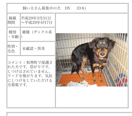 募集 里親 小型 北海道 犬