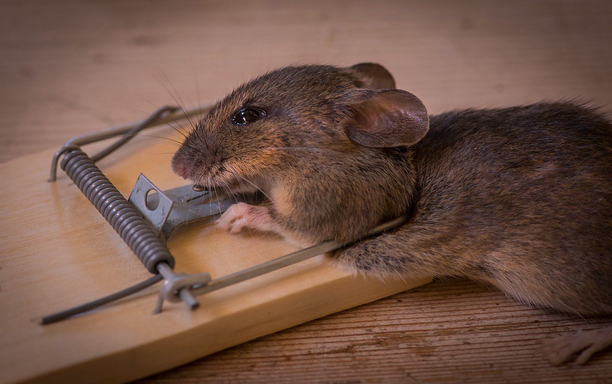 Can you imagine how mice feel when they're trapped like this?! Please only choose #CrueltyFree traps 🐁 peta.vg/cftraps
