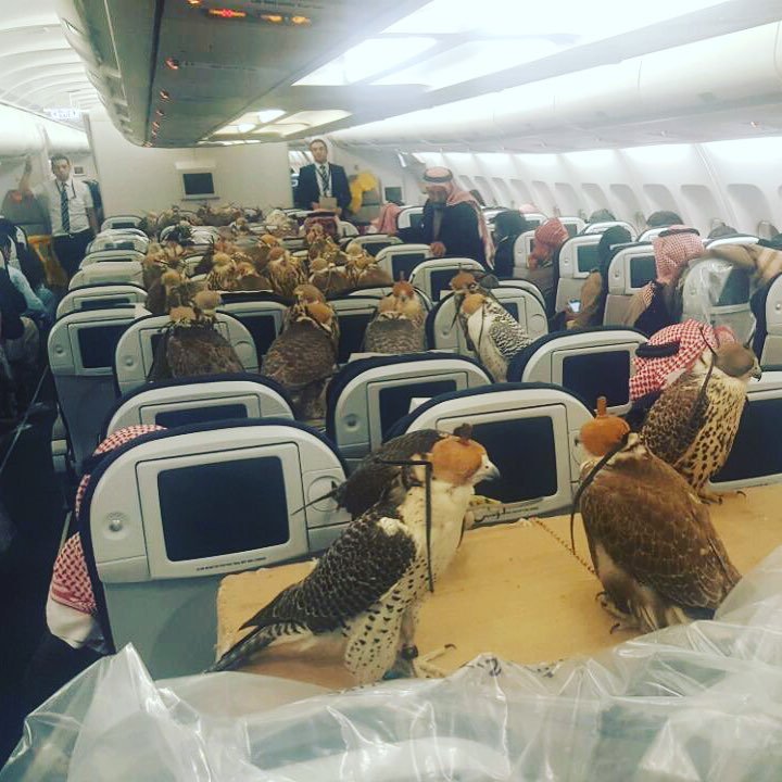 BadimDish's tweet photo. Flye dudes https://t.co/DJJMVSatCx