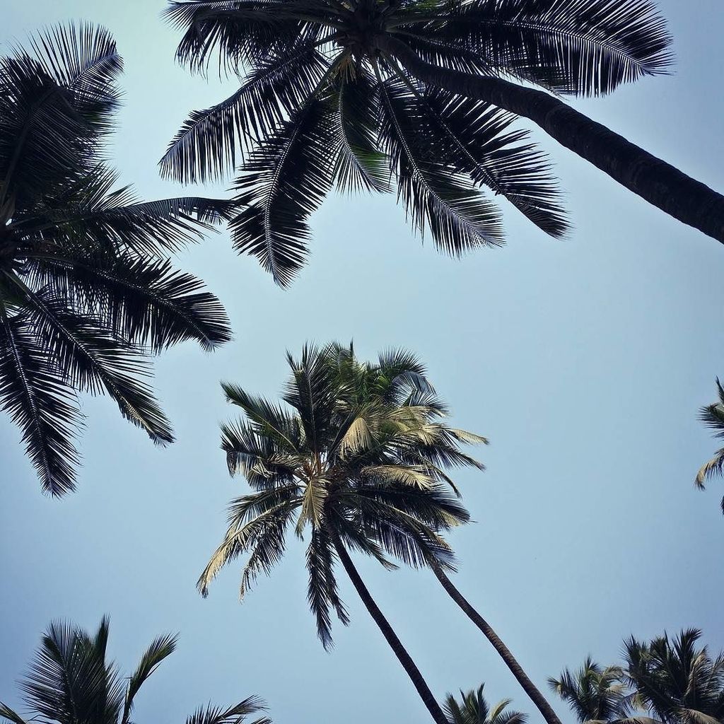SiddharthShruti's tweet photo. Sitting under palm trees on a Sunday morning with a gentle breeze upon the air. A great way to de-stress before the work week. #darlingweek… https://t.co/RwIzHW2MTp