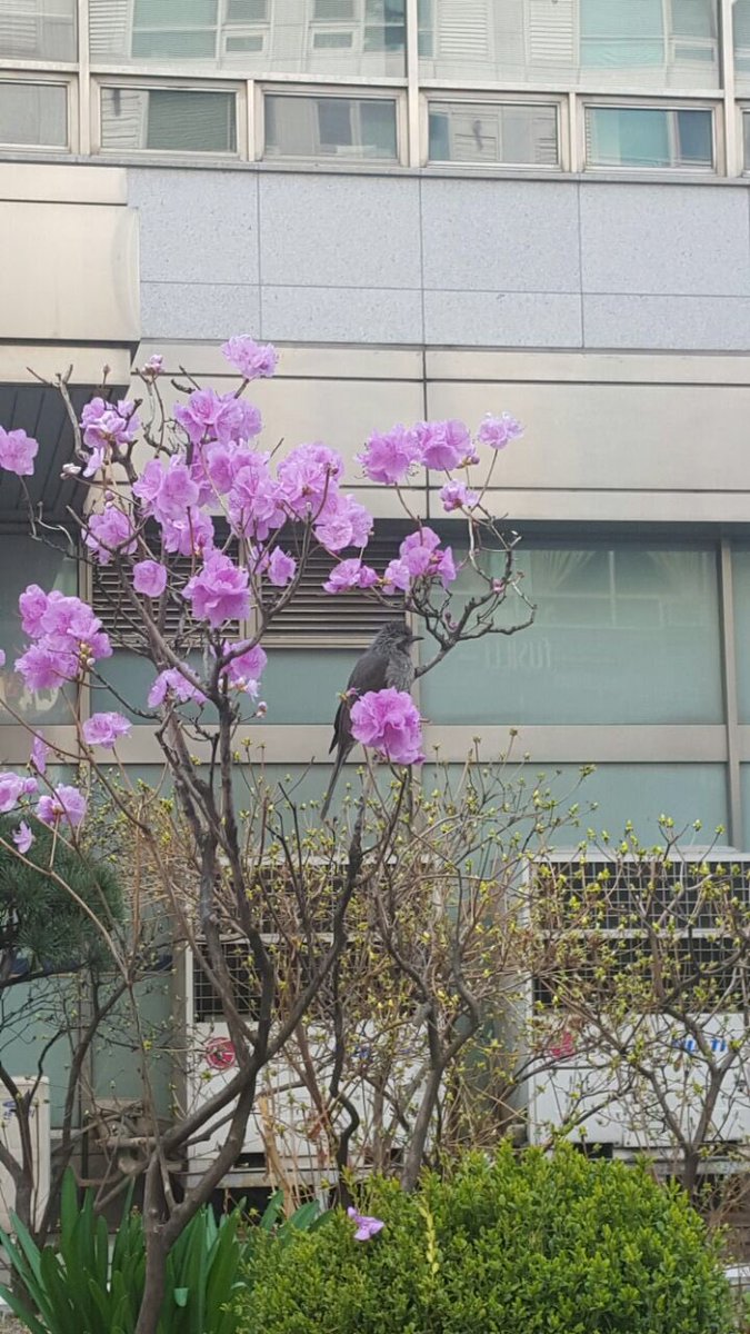 홀 새가 진달래를 먹네요