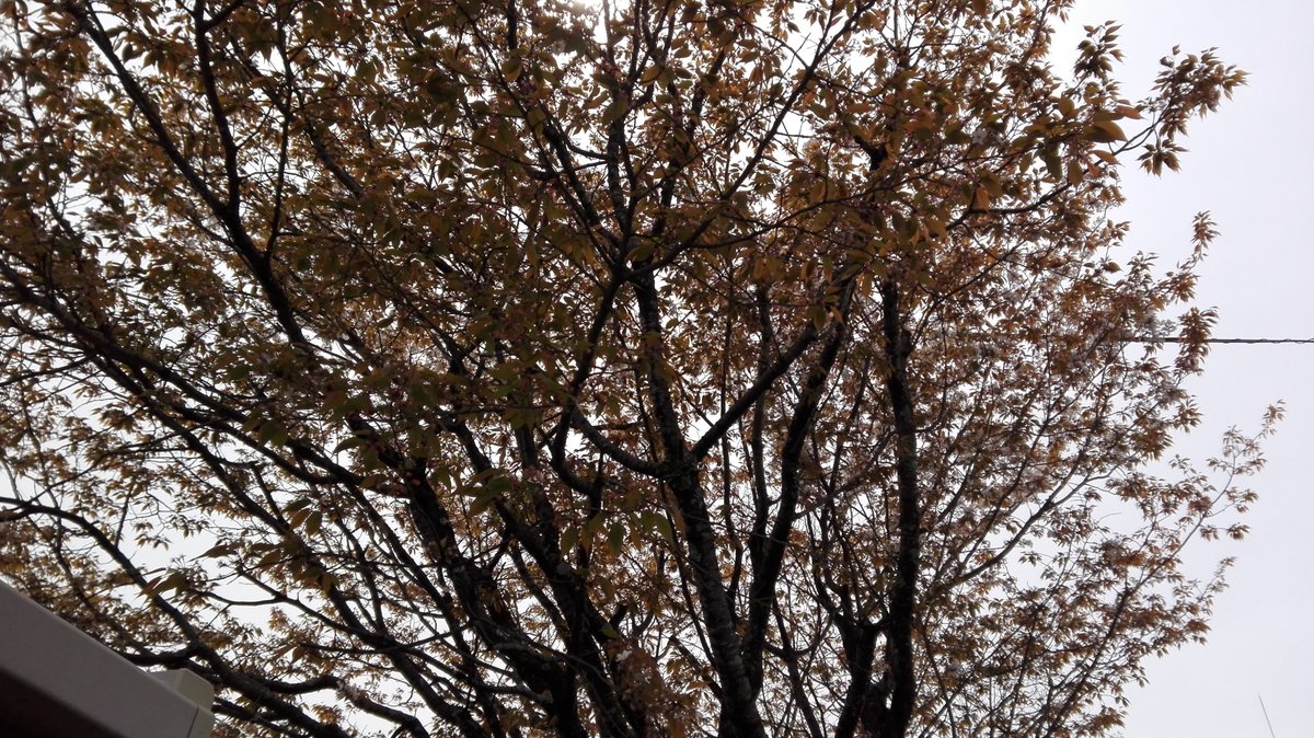 kft349's tweet photo. ３月26日にアップしました山桜、３月30日夜半から降り出した雨に打たれ、31日には花びらが積雪のよ���になりました。そして、４月１日二はご覧のように２分ぐらい残っていましたが、今日４月２日には１輪も残っていません。あまりにも儚い。サクラの花も　散れば汚し https://t.co/TLbkIeH5KP