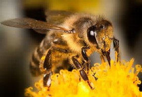 WCSNewsroom's tweet photo. Can somebody ask @BronxZoo @JimBreheny watching @AnimalPlanet THE ZOO how much he likes bees! #InsideTheZoo https://t.co/rtECQ0qD4z