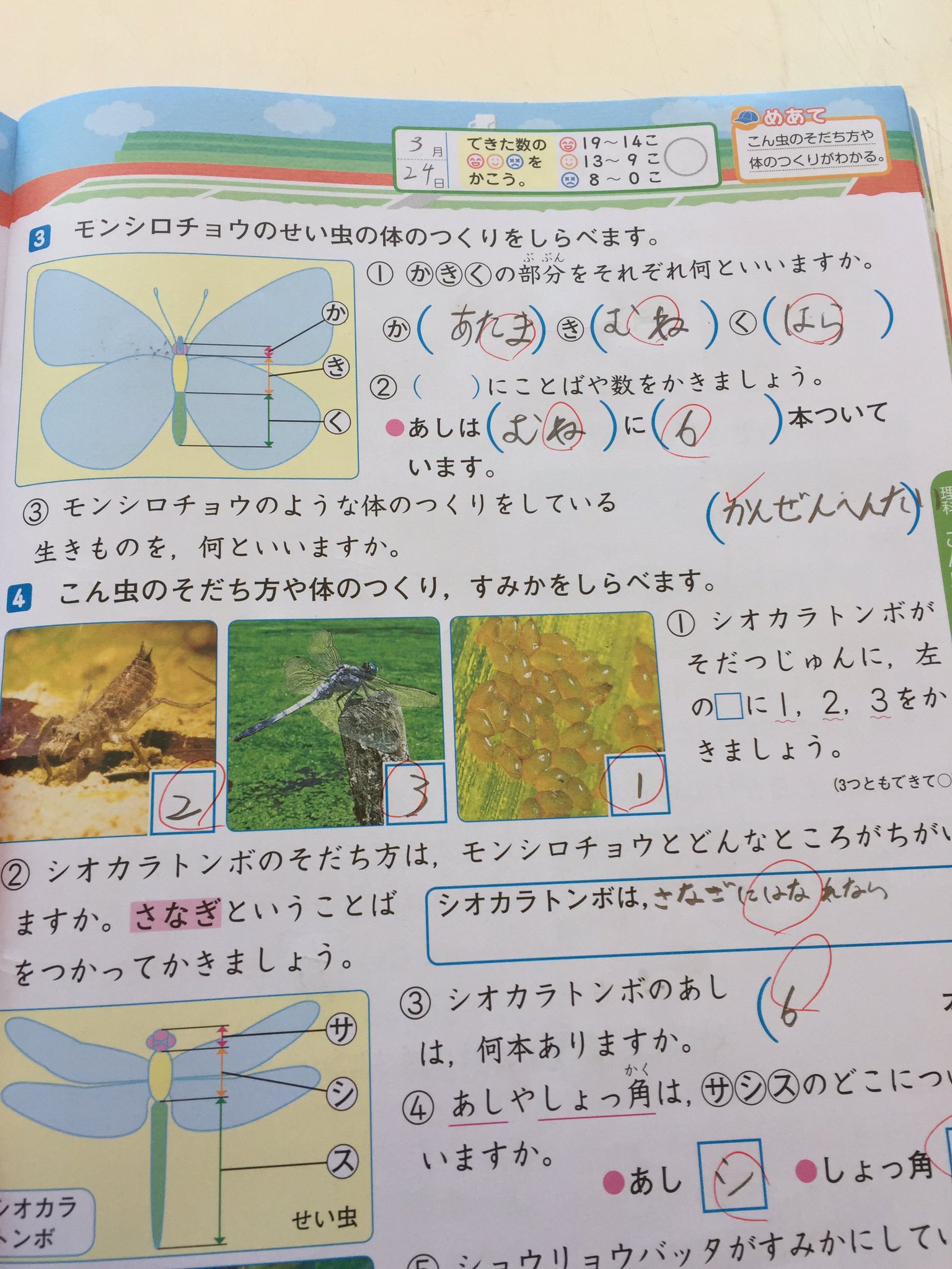 Twitter 上的 Yuki 娘の春休みの宿題 モンシロチョウのような体のつくりをしている生きものを何といいますか 答え 昆虫 娘 かんぜんへんたい 何か違うw 珍回答 T Co 2hcesnu9w0 Twitter