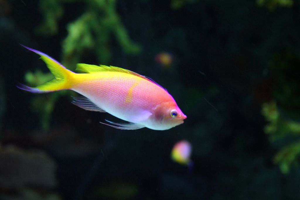 KellyLevenda's tweet image. Some #animals are beautiful or #cute, some are not. They all deserve consideration &amp;amp; protection. 💓 #Fish #Vegan #AnimalRights