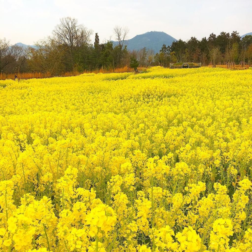 黄色は元気になる色