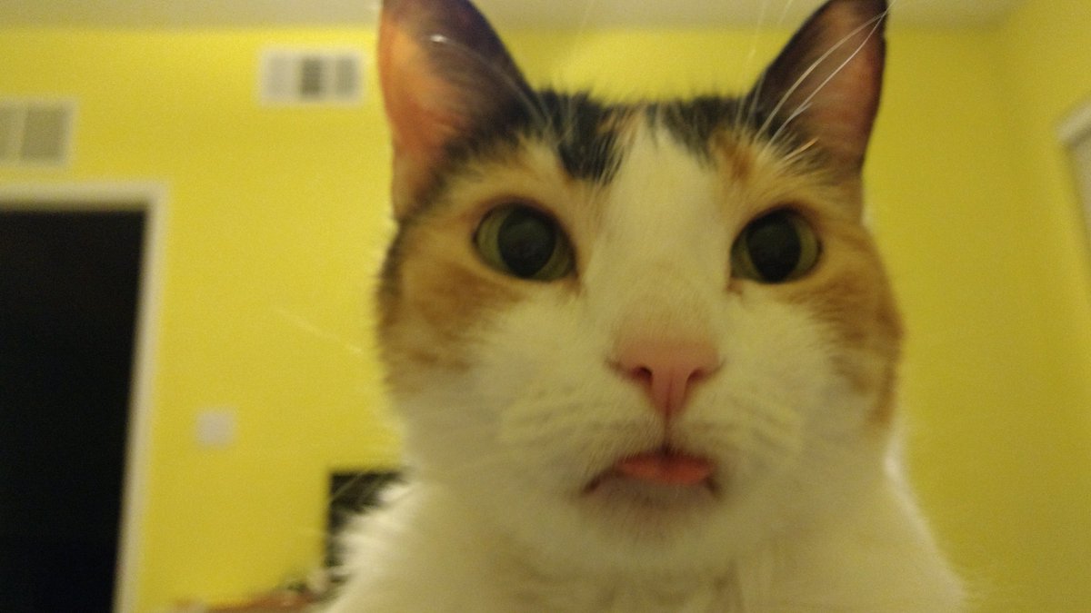 ShiraGlassman's tweet image. Josephine, she's the #blepping queen, only kittenteen