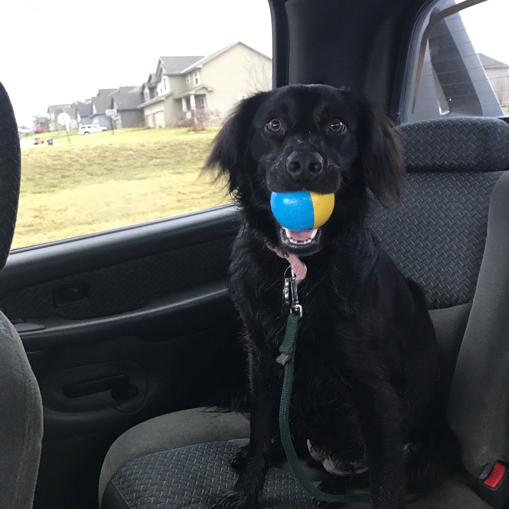 When Dad says let's play ball. 😂
