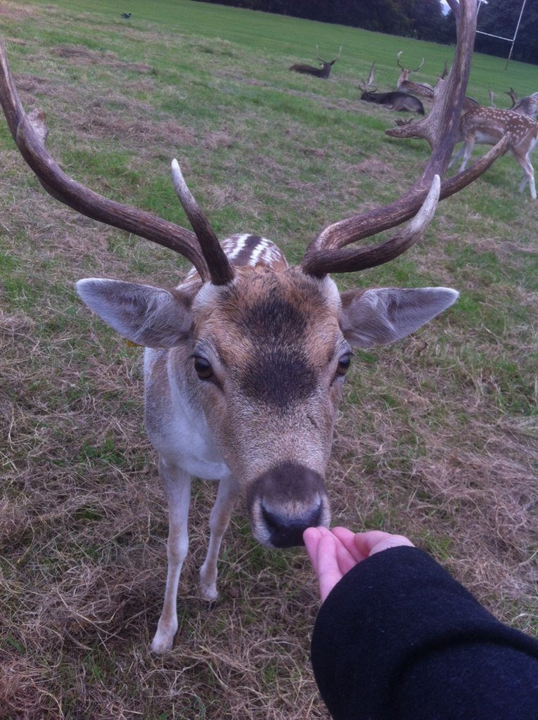 AmazingAroundIG's tweet photo. Cute animal!)
#Deer #kid #animal #nature #grass #feed #hand #man #notafraid #amazingaround #interesting #beauty https://t.co/CZsYTwL0bW