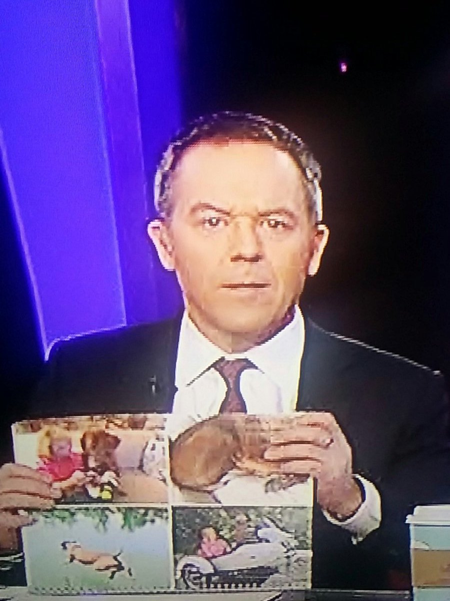 DMccugh's tweet photo. Hay @DanaPerino @greggutfeld promoted you and jasper aka America dog on his @GregGutfeldShow https://t.co/xiBDOYKY8I