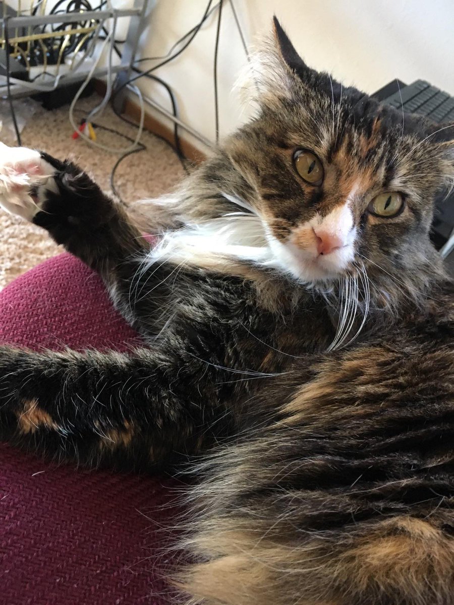 Readiculous's tweet photo. #Caturday #Bigby #LittleBigs https://t.co/DoX5EXG7rj