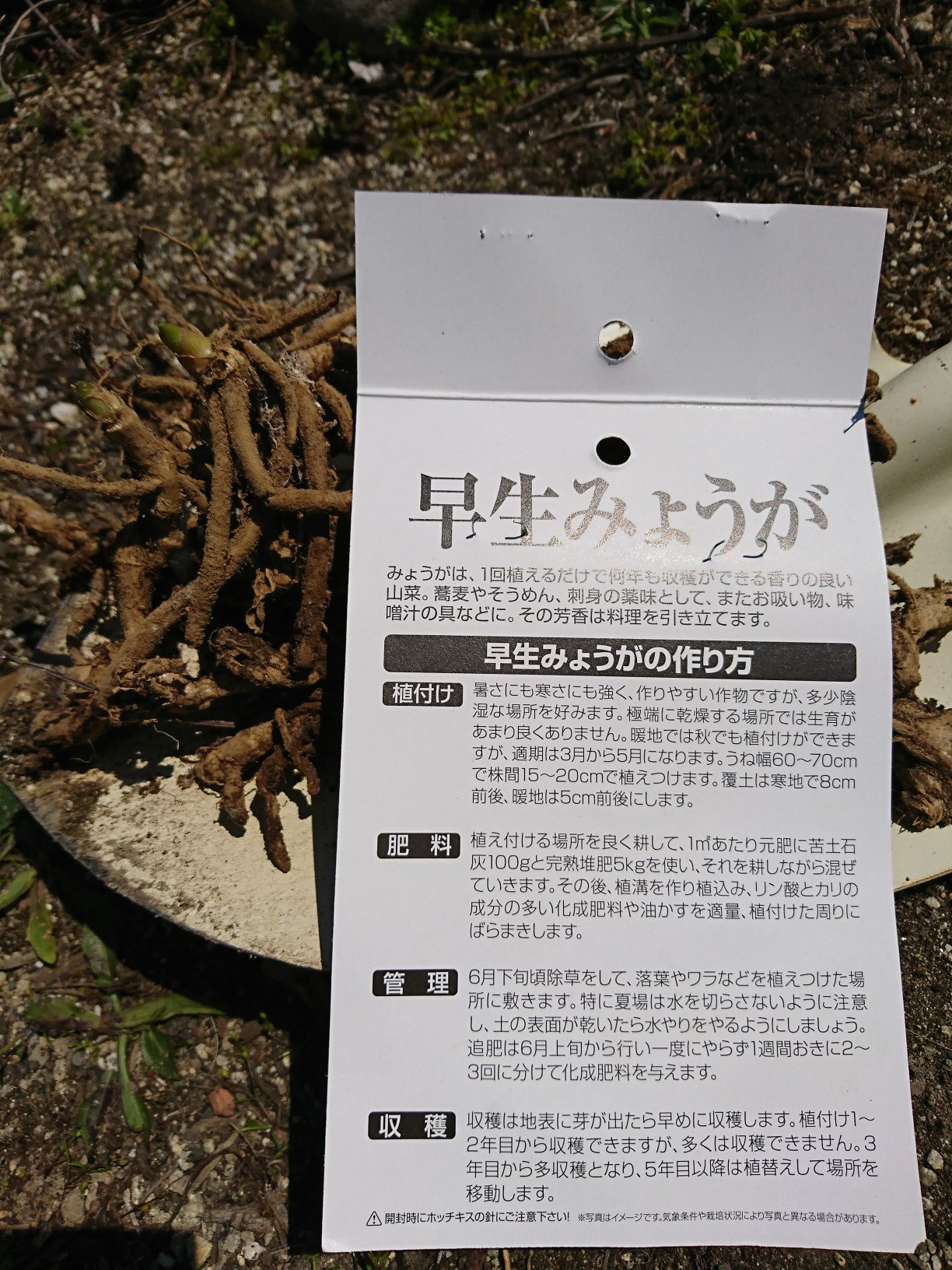Ni Lab みょうがの根株を植える T Co 3lcjv8i17c Twitter Ni Lab みょうがの根株を植える T Co 3lcjv8i17c Twitter