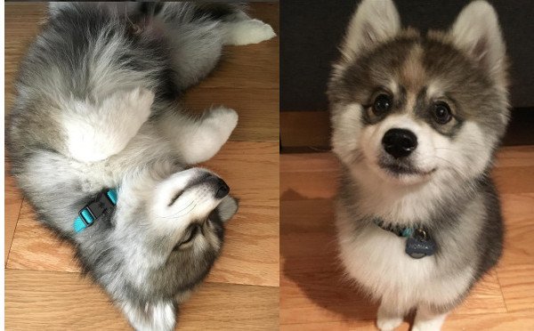 ライブドアニュース En Twitter 1000rt かわええ ポメラニアン ハスキーの子犬 ポンスキー が人気 T Co 353ewgz1vv やんちゃなシベリアンハスキーと人懐っこいポメラニアンの気質を併せ持つミックス犬 両種とも飼い主に従順な性格なのだそう T