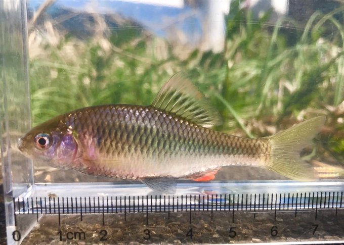 タナゴのオスとメス 見分け方は 熱帯魚 淡水魚 海水魚の図鑑