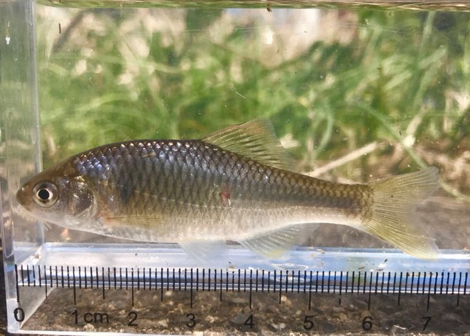 タナゴのオスとメス 見分け方は 熱帯魚 淡水魚 海水魚の図鑑