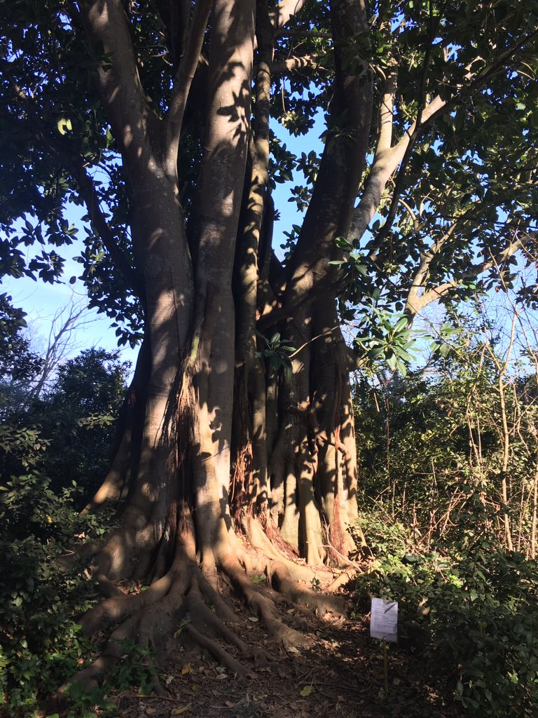 arrow_cfu's tweet photo. #corfu #oaktree #age #old #historic https://t.co/C0GYeOeau9