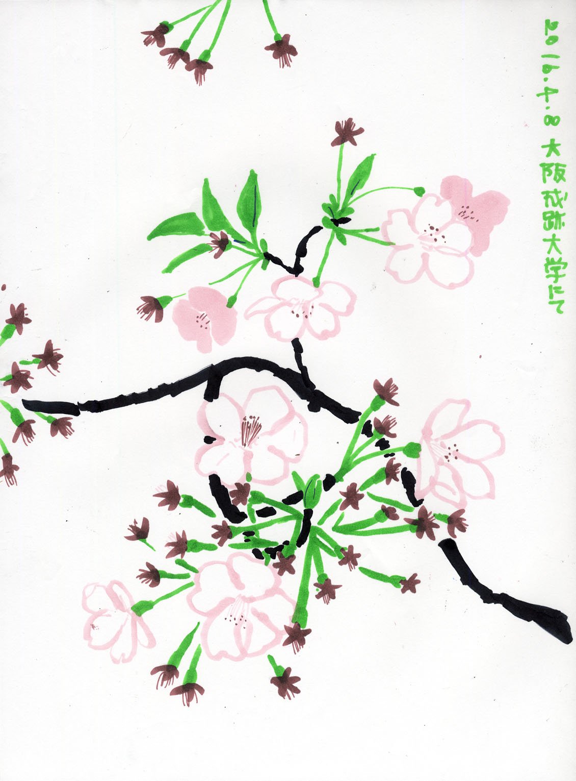 Studio Takeuma 桜が咲き始めている ということで昔の桜のスケッチ 桜の薄白い感じは赤鉛筆 で輪郭取って白で伸ばすと丁度良いということに1４年気付く でも腱鞘炎で握力あまり要らんペンに変えたので別の描き方考えないと 桜は難しい 桜