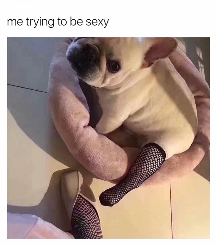 Youpo Zhou On Twitter Sexy Dog