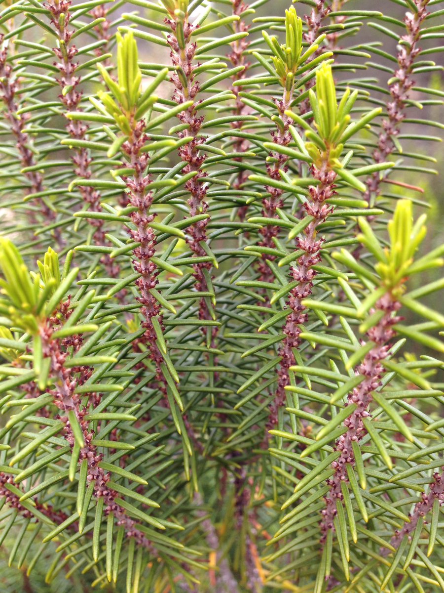 Tarflower_FNPS's tweet photo. Neat fact, #floridarosemary #ceratiola has been found to host rare insect species. It is also #allelopathic. https://t.co/6vt7LUS5Jm