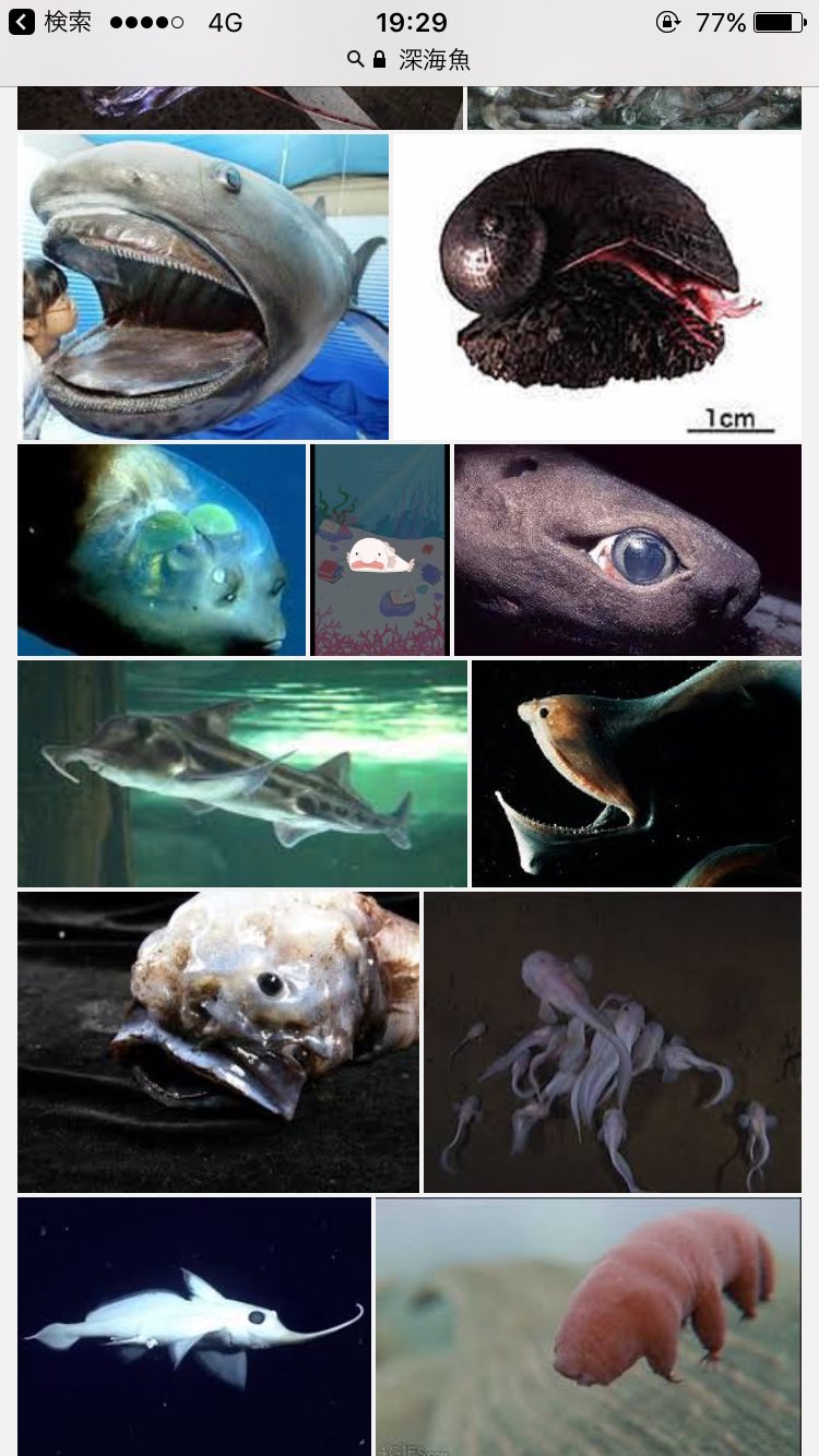Twitter 上的 のりたまか 深海とか深海魚って調べるとどこぞのホラーよりホラー 海の底未知すぎて怖いわ 貞子が可愛く見えるわ T Co Wuypmcvw53 Twitter Twitter 上的 のりたまか 深海とか深海魚って調べるとどこぞのホラーよりホラー 海の底未知すぎて怖いわ 貞子が可愛く見えるわ T Co Wuypmcvw53 Twitter