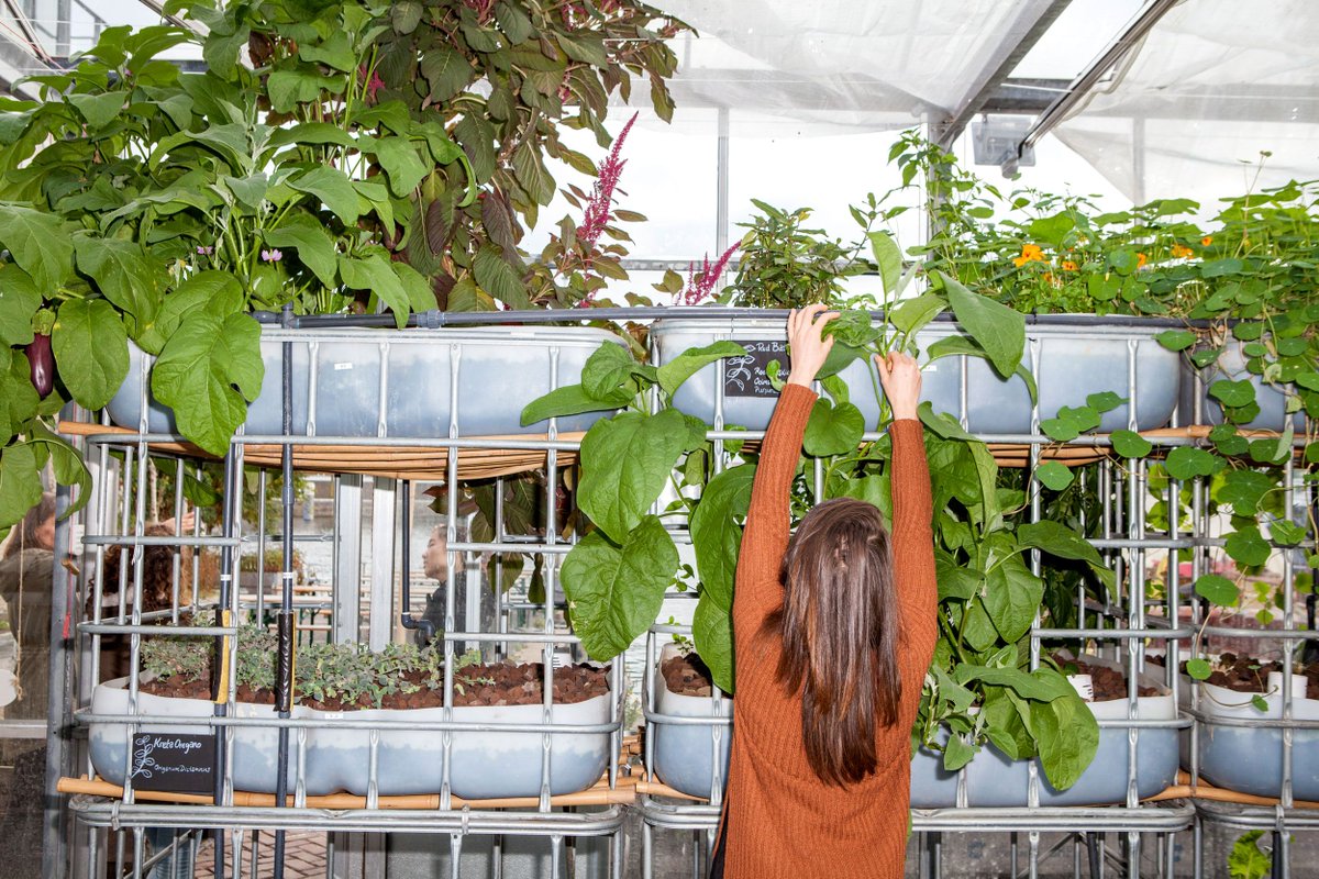 NatureHarmonics's tweet photo. .@letitgrow_org #Greenhouse #festival today in #Amsterdam at #transformatorhuis 10am - 6pm #UrbanGreening #Plants https://t.co/HE3bp03Bll https://t.co/pRedjAp4XM