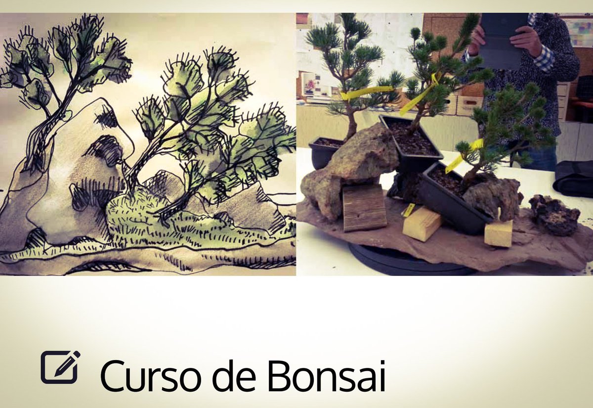 bonsaikido's tweet photo. #saikei de #pino blanco japonés. Domingo, abierto de 10:00 a 14:00. BONSAIKIDO, tu escuela de #bonsai en Madrid. https://t.co/BoVmVy2717 https://t.co/YZPQlUzsUk