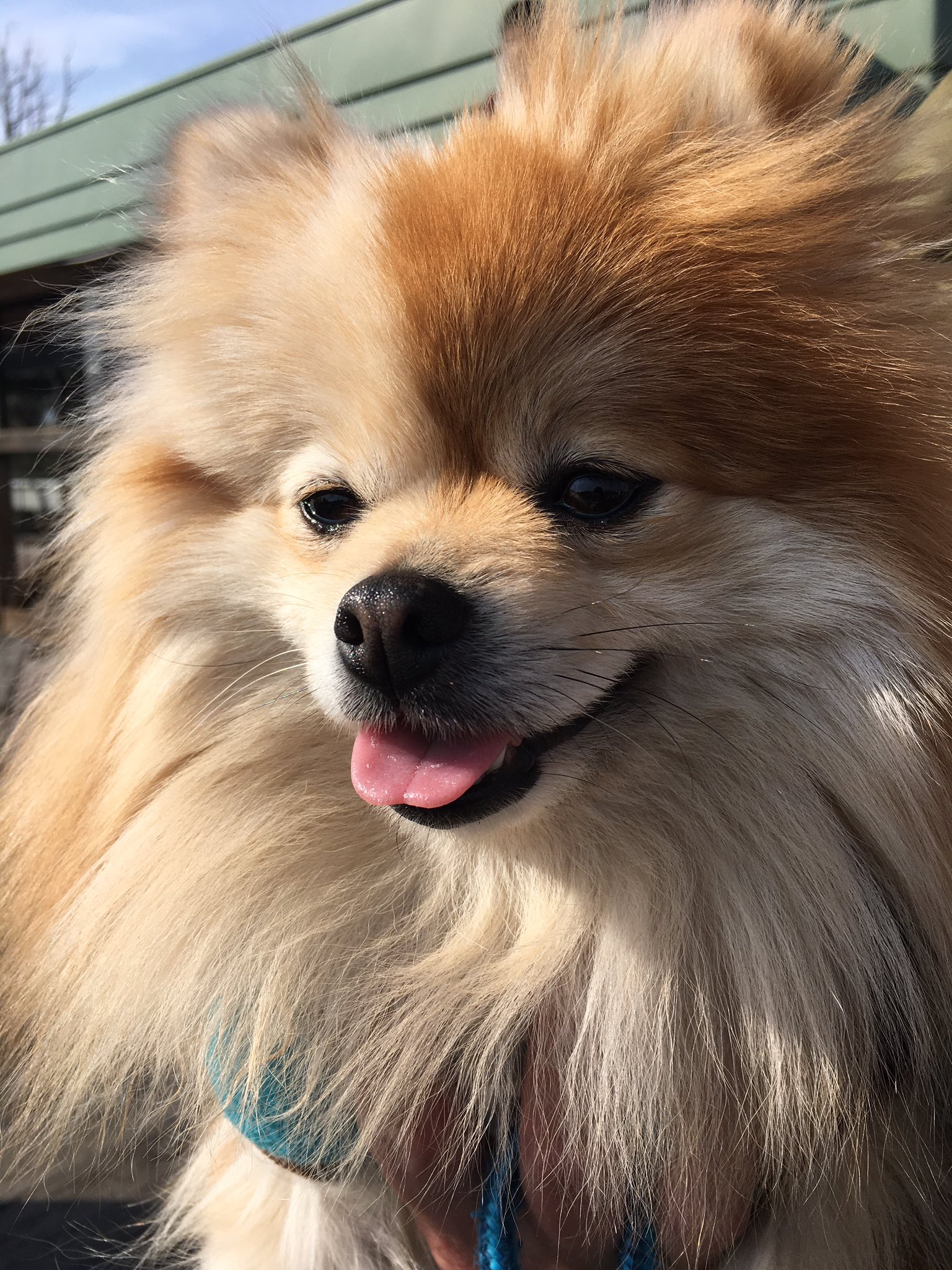 マロンだ　ポメラニアン Colour トリオ <マロン> | Qoo Chi Qoo