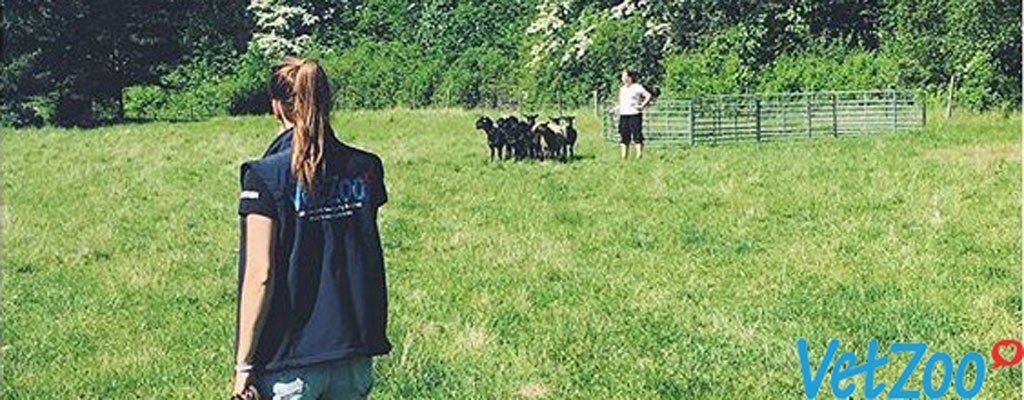 DognewsNews's tweet photo. Tävling hos Vetzoo och Massa nya aprilkampanjer https://t.co/So1v0rFenp @VetZoo_se #hundfoder #svenskadjurapoteket #rabatt #kampanj #tävling https://t.co/kaot2290QH