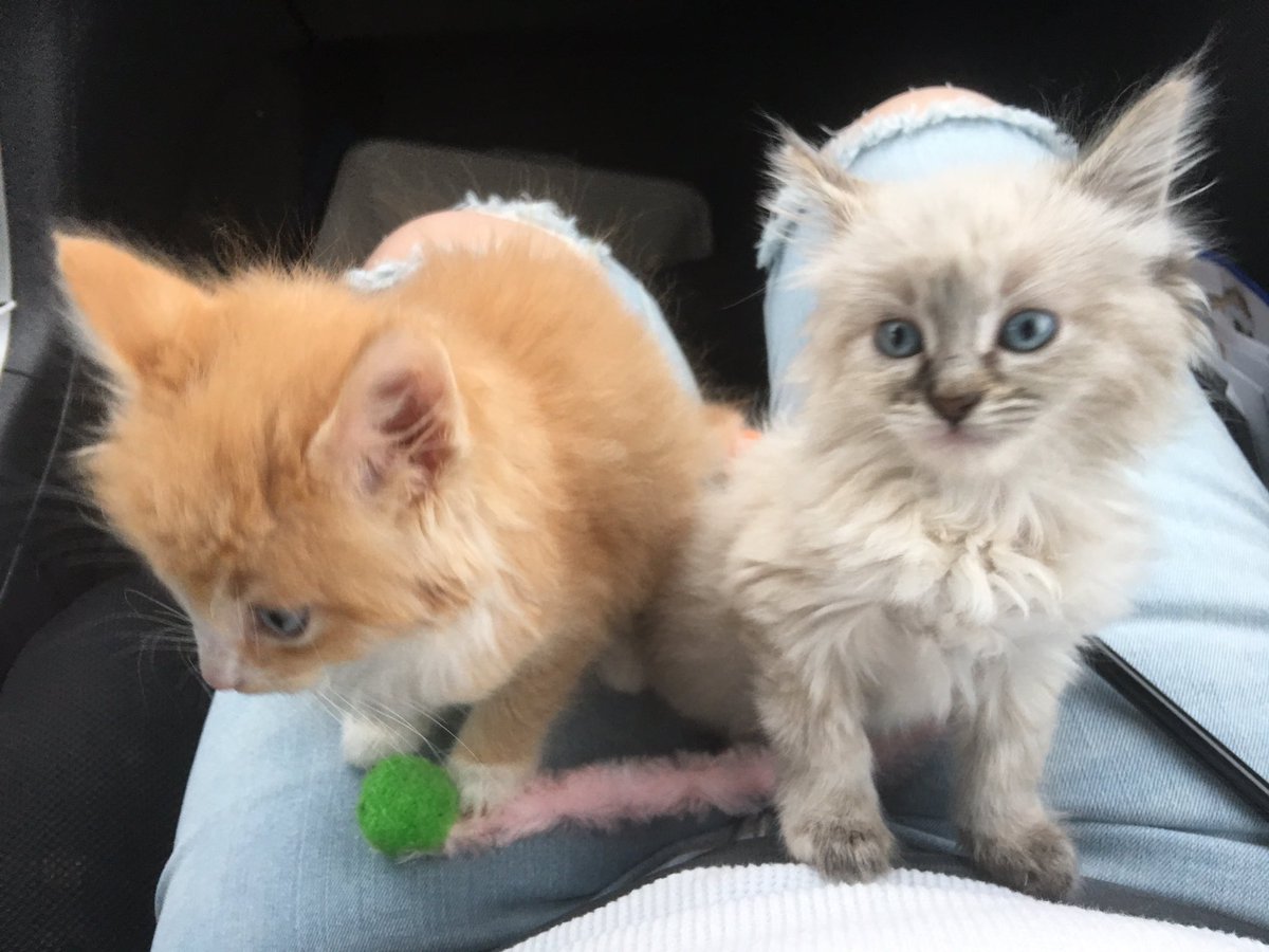 AceroRuby's tweet image. 