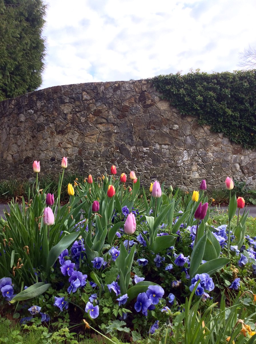 DemeRossLiss's tweet image. #Spring in #SpringLane #OldOxted
#Oxted #Surrey
#Tulips
#GuerrillaGardening