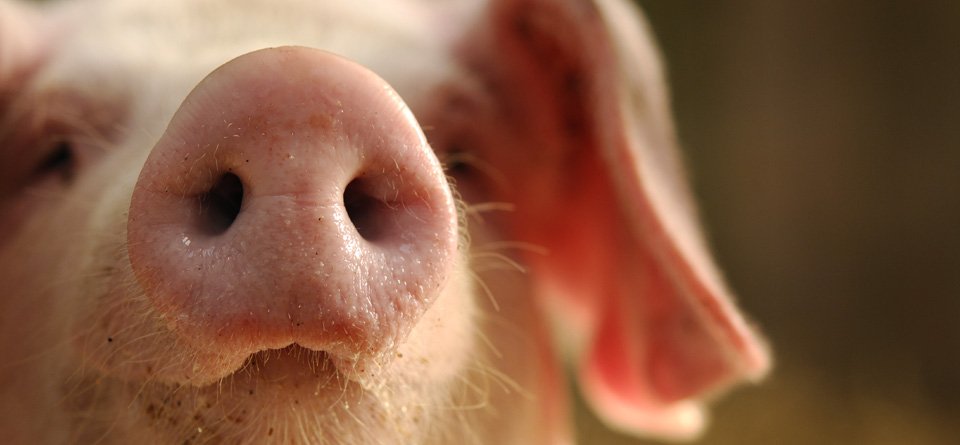 British Lop Pig tweet media