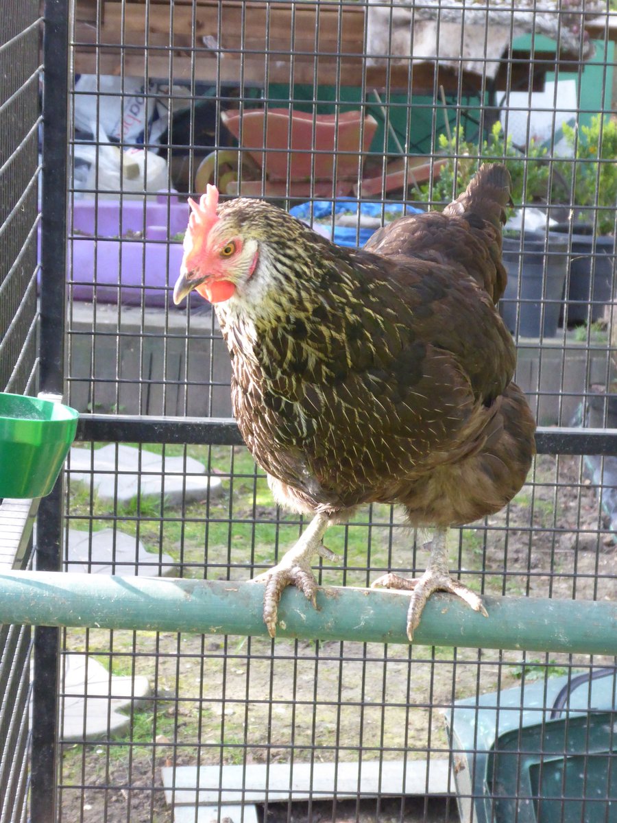 HamiltonsHens's tweet photo. Batman was up on the high perch this morning :) #BatmanTheChicken #Batman https://t.co/klBY5HxOsT