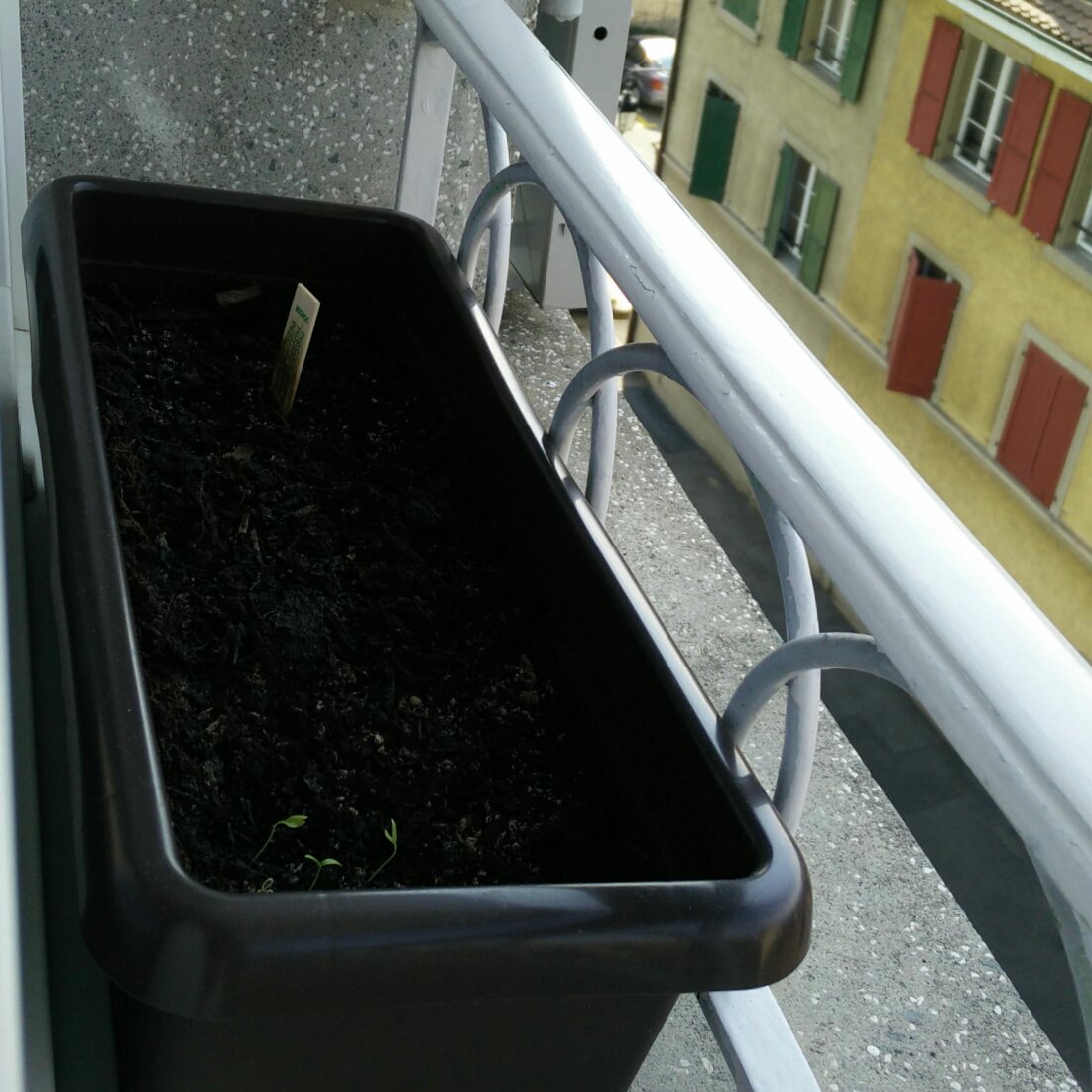 carlos_ciller's tweet photo. Already one week of #sun in #Switzerland! Perfect weather for growing my spring botanical garden %) #deepseed https://t.co/0TluYORmvJ