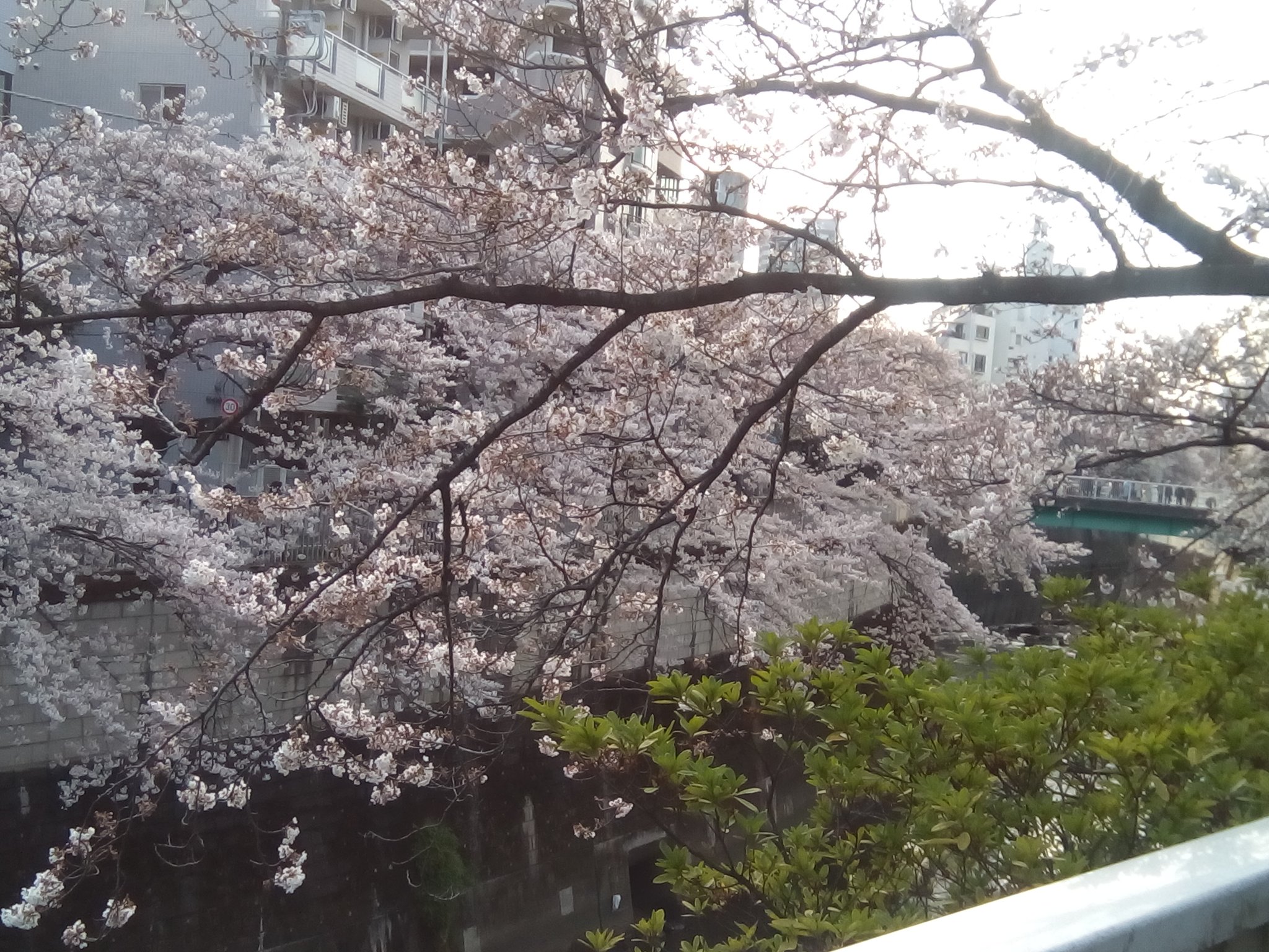 Yukikazu Zu 今日の江戸川橋のサクラ 見頃が始まり日曜日で人混みが凄かった 花見 江戸川橋 サクラ T Co Grpdopbngk Twitter
