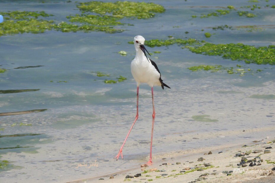 1stYasstone's tweet photo. #تصويري
#طيور_جدة #Jeddah 
#طيور #Birds 
#عالم_الطبيعة #Nature 
#البحر_الأحمر #RedSea
Is it type of 
#Erget ??
من يعرف مسمى هذا الطائر ؟😘 https://t.co/CXqadEiEry