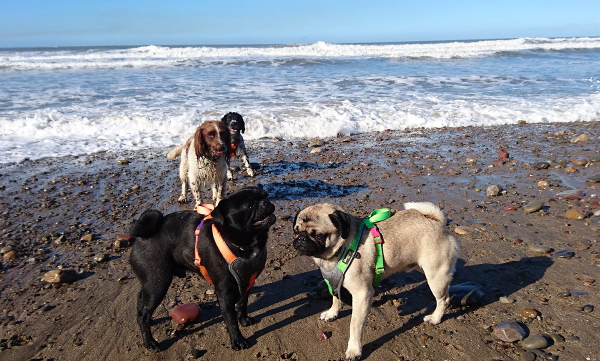 Sunny Sunday morning walkies down the beach with the uncles! #pugsandspringers #pughugs #Wigglepug