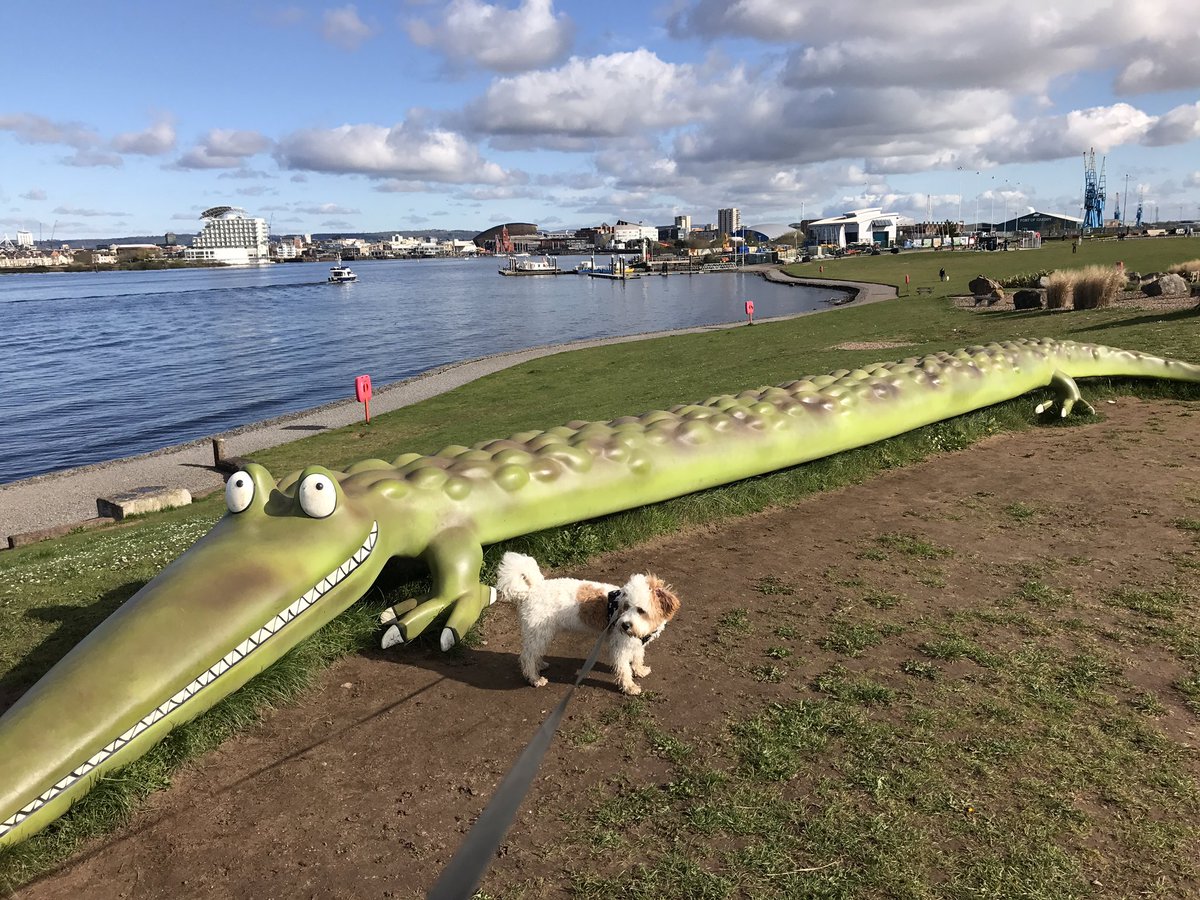 georgie_lloyd's tweet photo. When Olly met croc #cardiffbay10k #supporters #restdayforme #run #running #puppylife https://t.co/bz07uyfzRG
