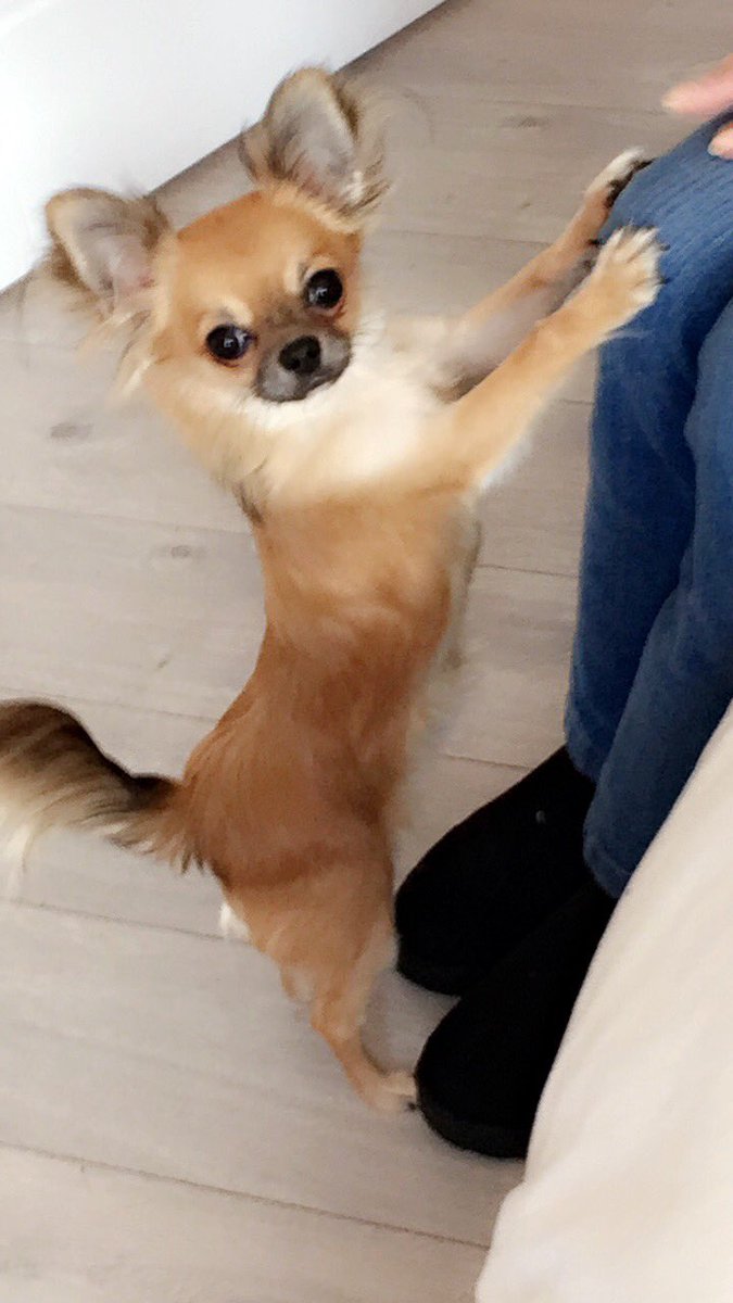 Liekela's tweet photo. Strike a pose 💁🏼😂 #vougepika https://t.co/ly5lEhXkX7