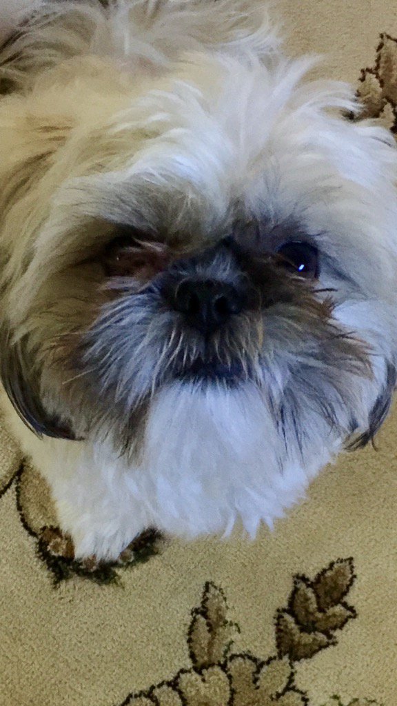 JennCenzi's tweet photo. @AmyFreeze7 Rocco https://t.co/Dt8zNf6kjY