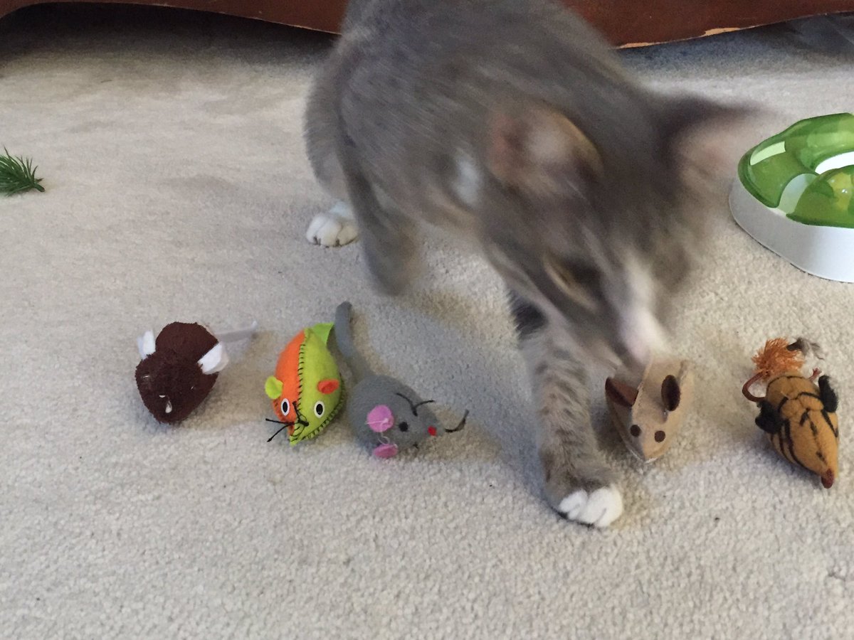 LaphroaigKitty's tweet photo. What's? Pick one?! #nottodayhuman #meowapocalypse #stressfreesunday #SundayMorning #promousediversity #CatBoxSunday #catsofinstagram https://t.co/JWIrHYxAbs