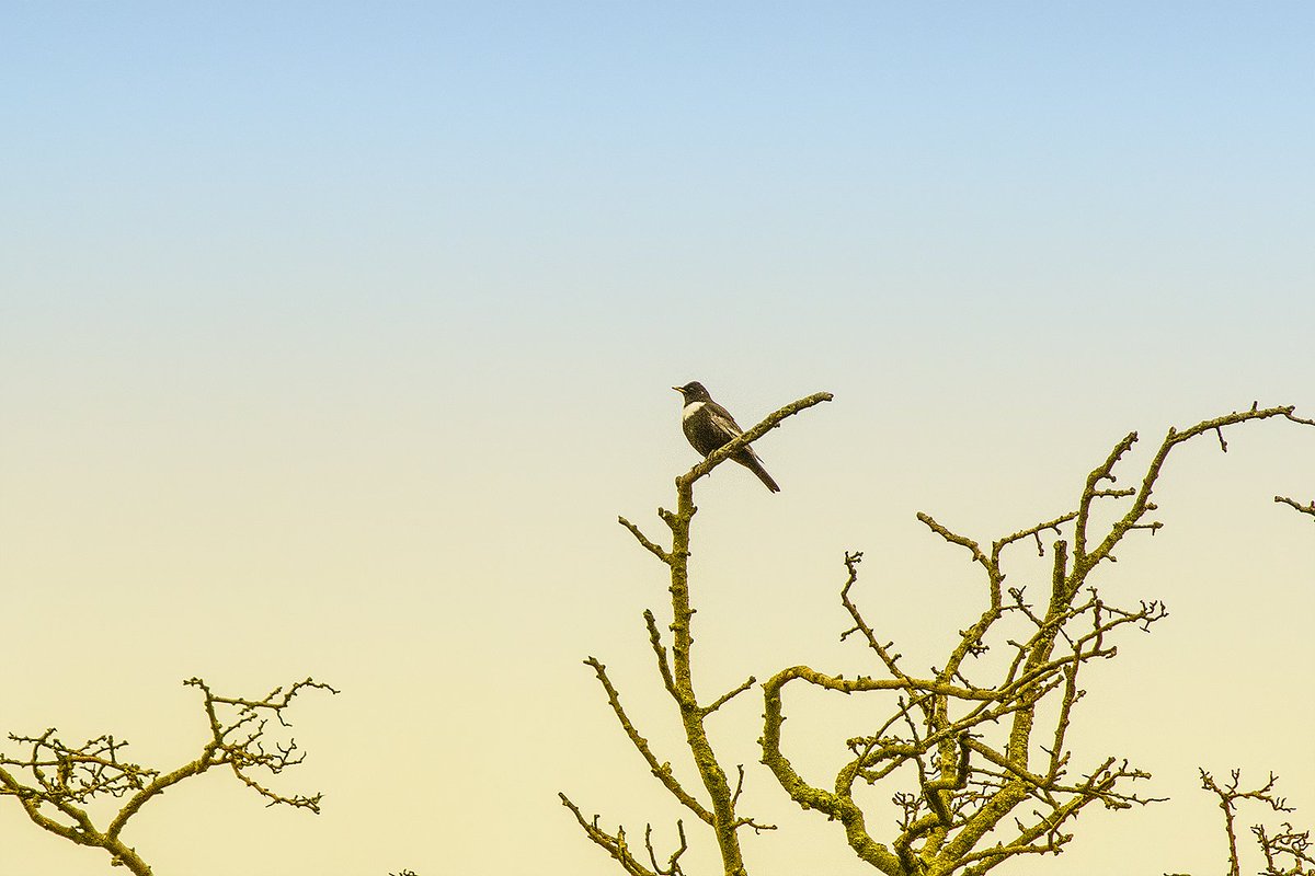 thebluebirder's tweet photo. Ring Ouzel back on territory near Hepworth this morning. @Hudds_BWC https://t.co/mZZXyVCGr7