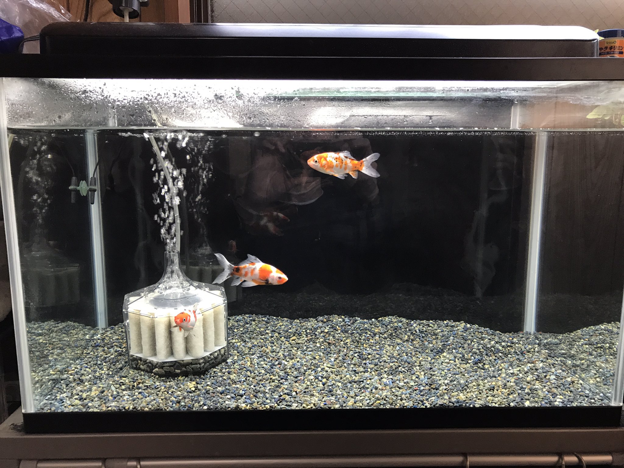 ふわねっこ オシャレさのカケラもない金魚水槽が完成した シンプルイズベストなのです ふわねっこ オシャレさのカケラもない金魚水槽が完成した シンプルイズベストなのです