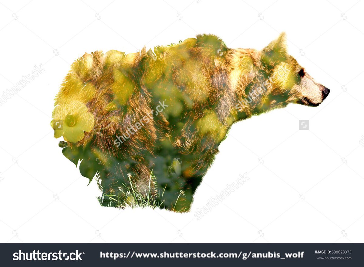 A #bear or a #floral #field? 🐻🌼
#doubleexposure #photoshop #microstock #shutterstock #photography #photos #animals 
shutterstock.com/es/image-photo…