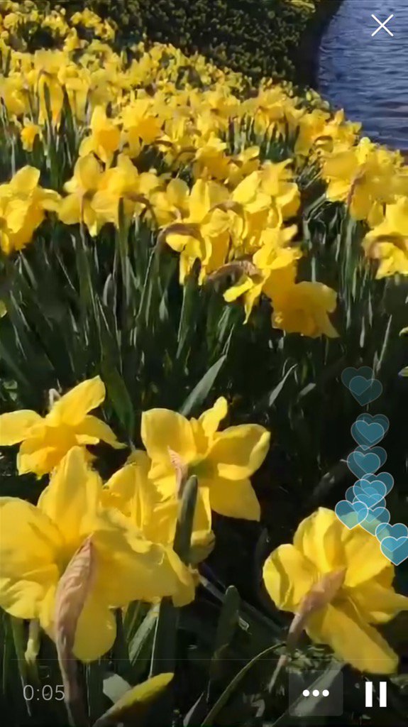 dzwomble's tweet photo. .@mrsg3i on #Periscope: Daffodils https://t.co/nr4dCXWK3S https://t.co/BCzWtv7Cfr