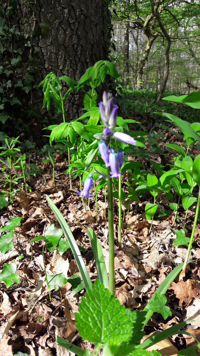 PascalBlancPB's tweet image. Printemps précoce de 2  à 4 semaines: jacinthes en fleurs et 1ères feuilles pour les chênes. vallée de Bievres @JouyenJosas #climatechange