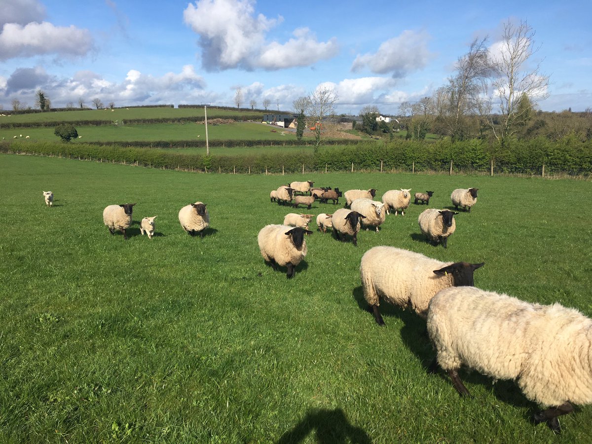 Smc5's tweet photo. Spring sunshine and Suffolks #galloon #upperlougherne #april #spring https://t.co/seprj0gEFG