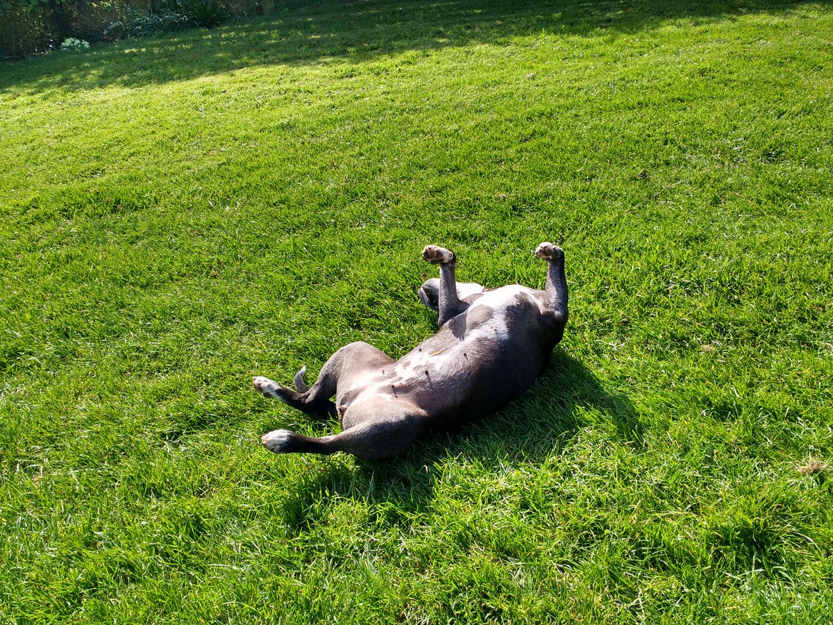Donna_and_me's tweet photo. #sundogsunday https://t.co/TlgQkcrPQI