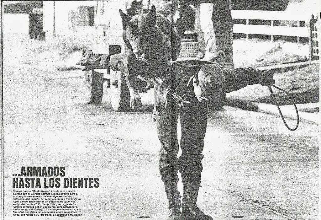 pets_celebrity's tweet image. PERROS HÉROES de la guerra de Malvinas , la historia de cada perro !

--&amp;gt; goo.gl/JfoDzv

 #MalvinasArgentinas #EsteFinde #Perros