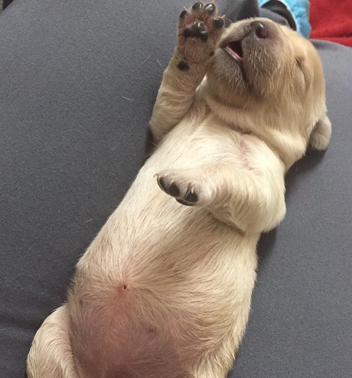 GuideDogsGDA's tweet photo. Anybody else go too big at brunch?! #guidedogsgda #puppybelly #labradorretriever #yellowlab #brunch #sunday #nap #… https://t.co/60qtsE3x4G https://t.co/TYKC7wP1HR